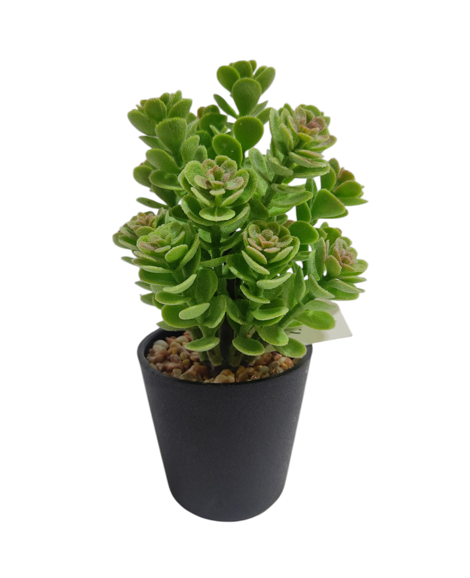 KK MACETA ARBOLITO SUCULENTA NS371573   MACETA PLASTICA  4CM X 15 CM